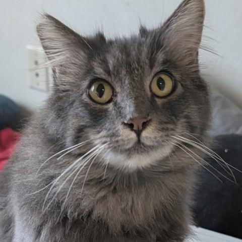 Photo for 156891 [Mule ]