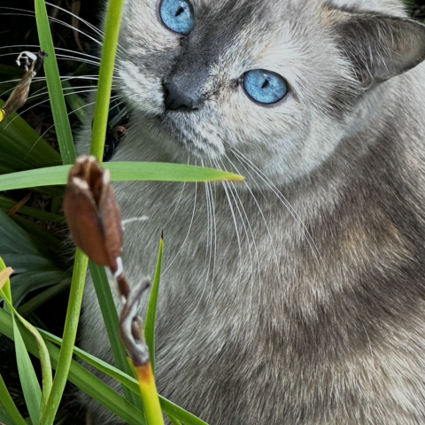 Photo for 156922 [Bella]