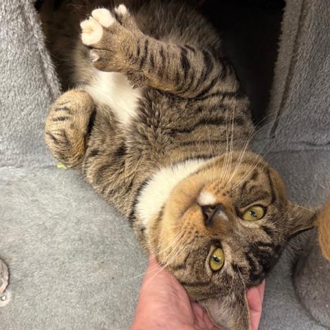 Photo for 156924 [Cloak]