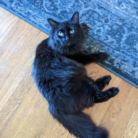 Photo for 156940 [Oscar]