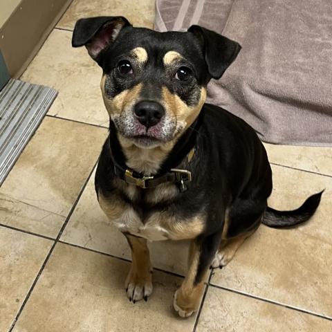 Photo for 156955 [Pearl]