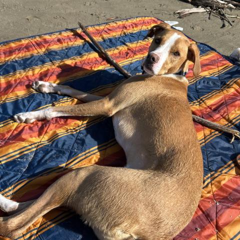 Photo for 156996 [Finn]