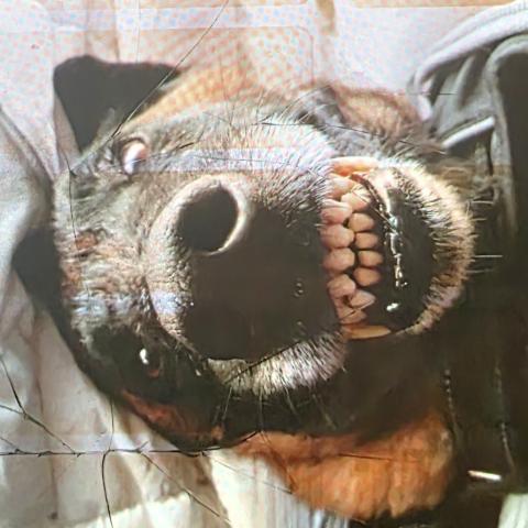 Photo for 157005 [ROCKY]