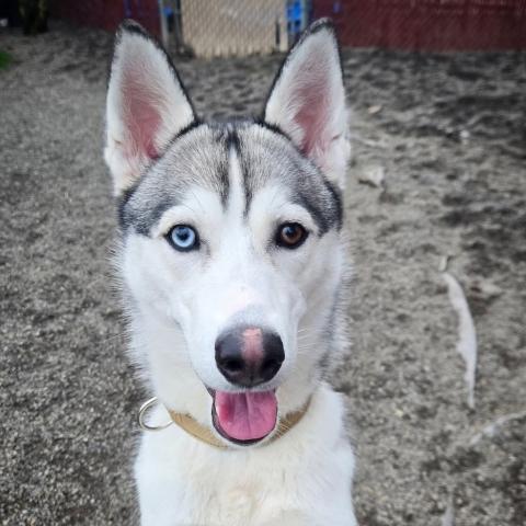 Photo for 157025 [Miss Wolfie]