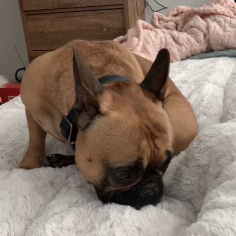 Photo for 157045 [Ozzy]