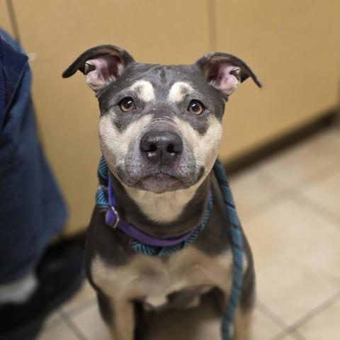 Photo for 157057 [Seabiscuit]