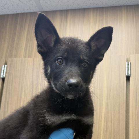 Photo for 157076 [382145]