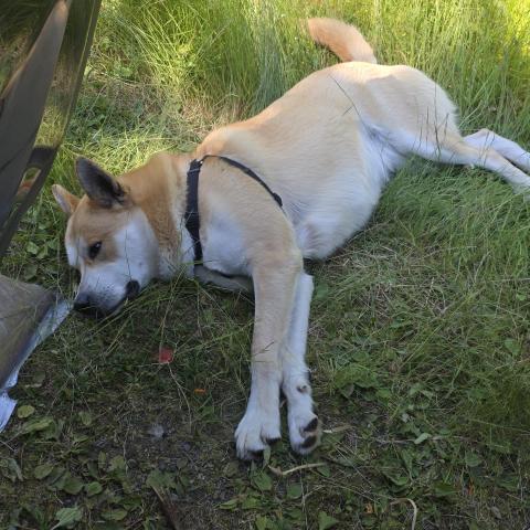 Photo for 157084 [Fenrir]