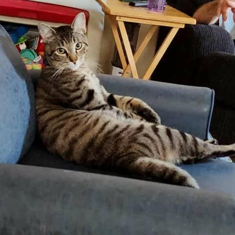 Photo for 157107 [Loki]