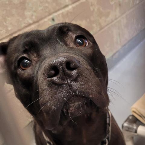 Photo for 157132 [Gemma]