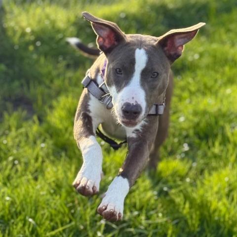 Photo for 157137 [Pizelle]