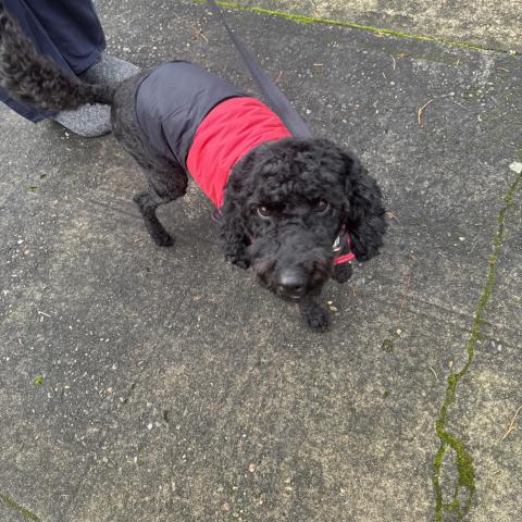 Photo for 157150 [Bear ]