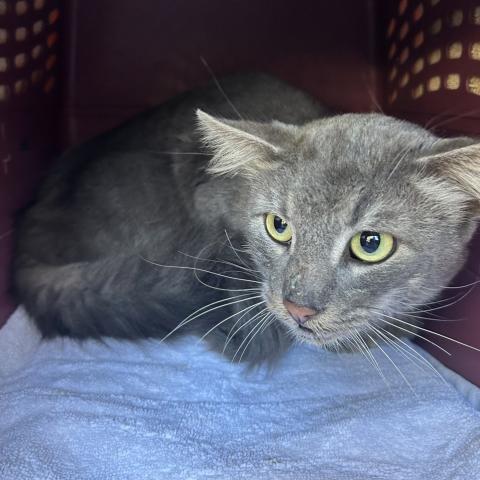 Photo for 157166 [Connor]