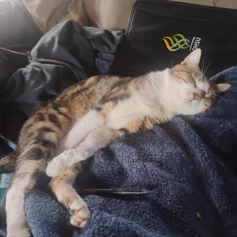 Photo for 157175 [Meow meow ]