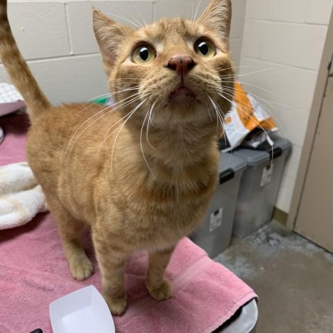 Photo for 157177 [Simba]