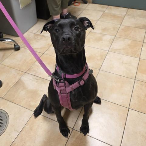 Photo for 157180 [Bertie]