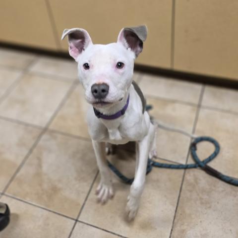 Photo for 157189 [Petrie]