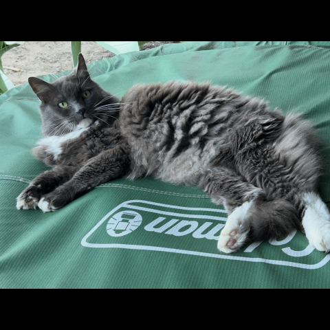 Photo for 157194 [Cheech]