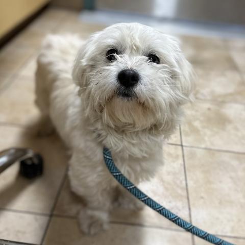 Photo for 157207 [Prince Charming]