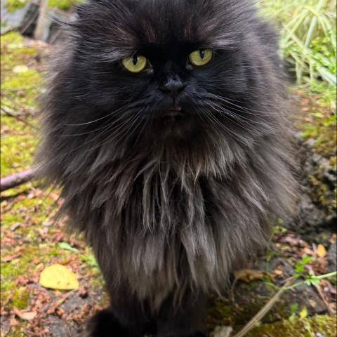 Photo for 157209 [Toby]