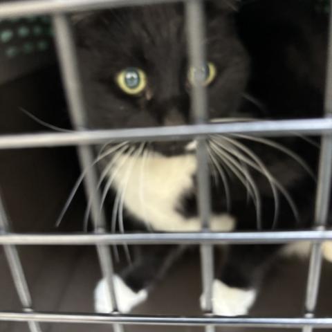 Photo for 157229 [Socks]