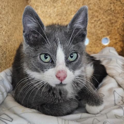 Photo for 157234 [382621]