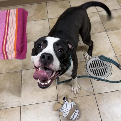 Photo for 157238 [Panda]