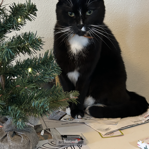 Photo for 157242 [Leo]