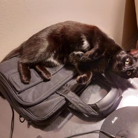 Photo for 157271 [Buzzy]