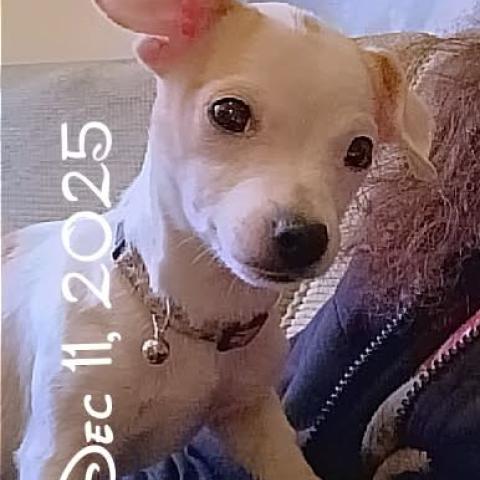 Photo for 157273 [Lil Bit]