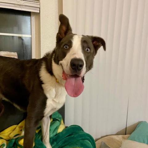 Photo for 157279 [Avalanche]