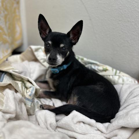 Photo for 157296 [Leo]