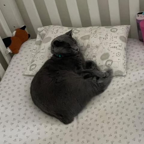 Photo for 157322 [Truffle]