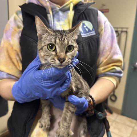 Photo for 157339 [Robin]