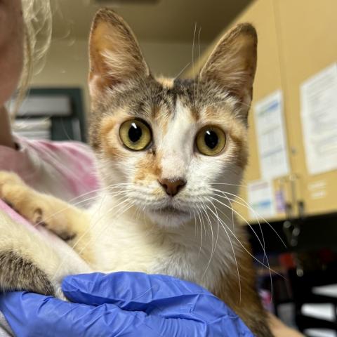 Photo for 157341 [Joyce]