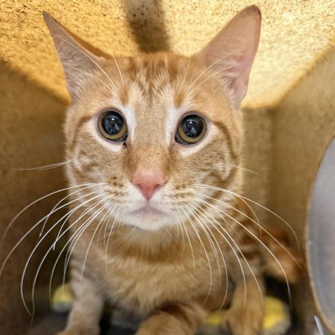 Photo for 157343 [Henderson]