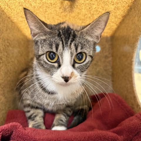 Photo for 157345 [Sinclair]