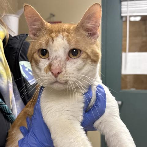 Photo for 157347 [Harrington]