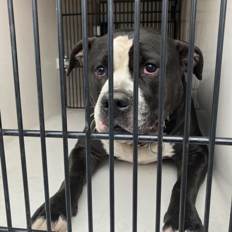 Photo for 157370 [Snoopy]