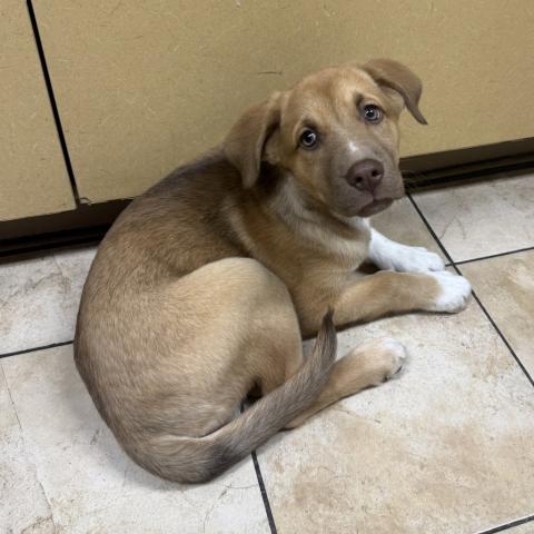 Photo for 157374 [Saffron]