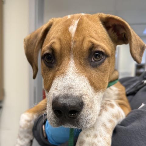 Photo for 157397 [Scout]