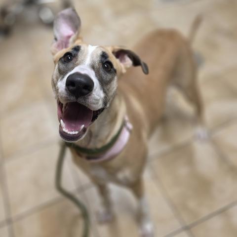 Photo for 157430 [Bananarama]