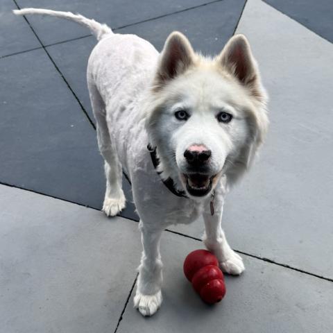 Photo for 157519 [Meeko]