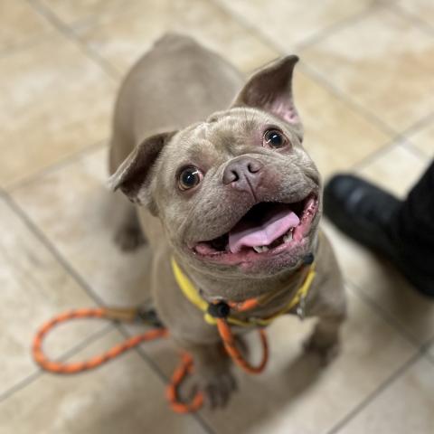 Photo for 157537 [Piglet]