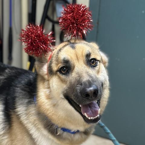 Photo for 157541 [Patas]