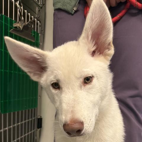 Photo for 157546 [Mouse]