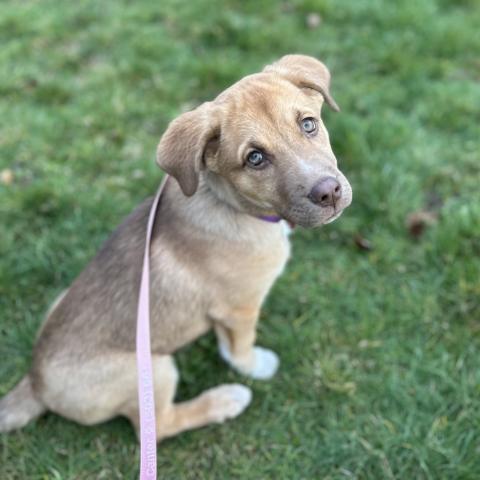 Photo for 157553 [Saffron]