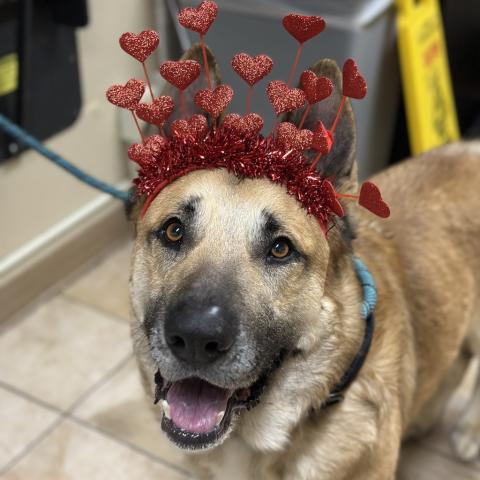 Photo for 157588 [Milo]