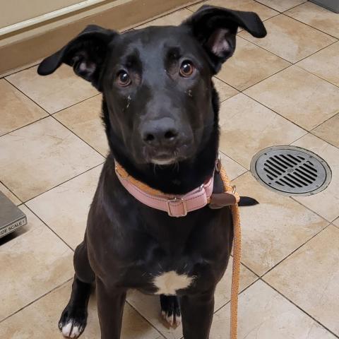 Photo for 157605 [Molly]