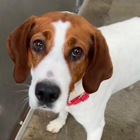 Photo for 157620 [Rudolph]